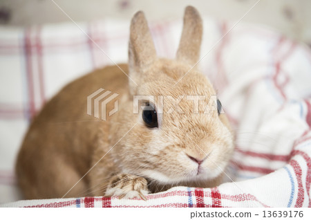 Rabbit  13639176