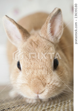 一隻兔子 13639180