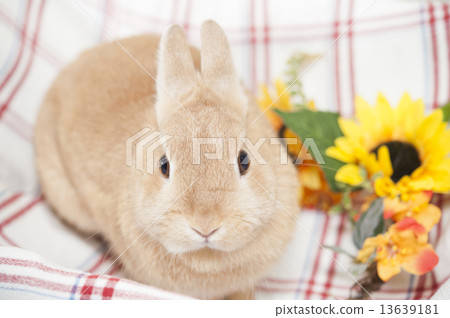 一隻兔子 13639181