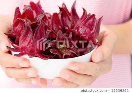 group of fresh roselle flower 13639251