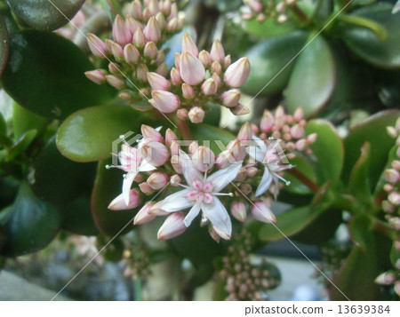 Cannonarchis甚至在非洲本土起源於inage海岸 13639384