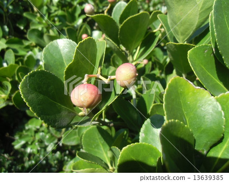 Masaki將釋放已被切割並覆蓋著橙紅色臨時種皮的種子 13639385