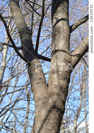 Uwamizuzakura（Kamikaze Sakura） 13639535