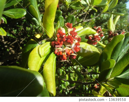 The fruit is split and the seed with red mucus comes out, the fruit of tobella 13639558