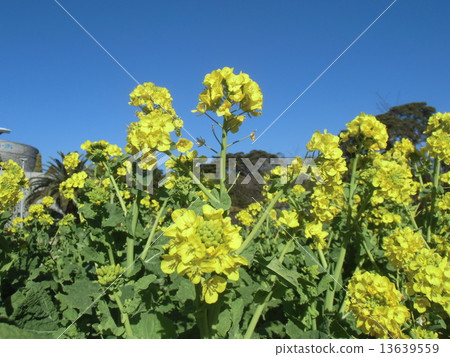 冷開花的菜花很多花開花 13639559