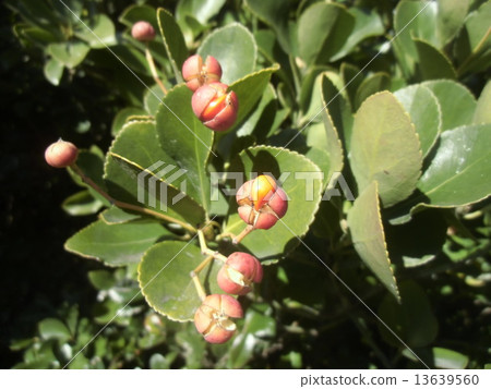 Masaki發布的種子被切割並覆蓋著橙紅色的臨時種皮 Masaki發布的種子被切割並覆蓋著橙紅色的臨時種皮 13639560