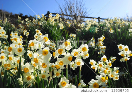 1月花水仙花和Higambunae 139 Nippon Suisen 13639705