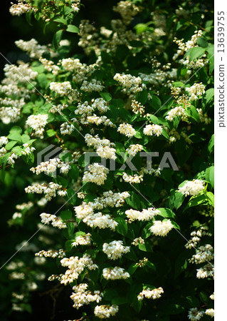 Ugi flowers 13639755