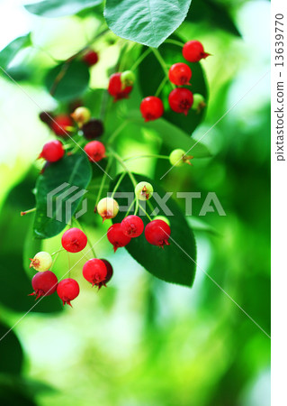 當Zaihuri Boku的果實成熟時 13639770