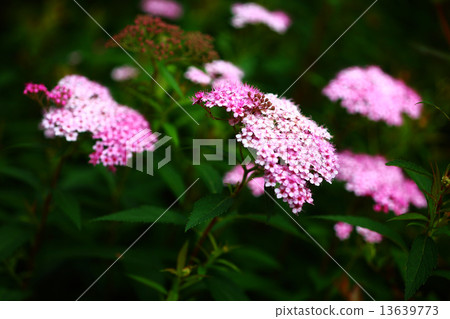 Shimotsuke's flower blooms 13639773