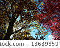 Autumn leaves 13639859