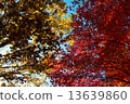 Autumn leaves 13639860