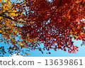 Autumn leaves 13639861