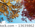 Autumn leaves 13639862