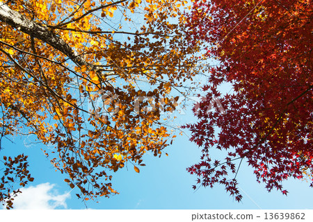 Autumn leaves 13639862