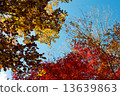 Autumn leaves 13639863