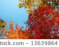 Autumn leaves 13639864