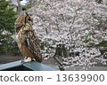 櫻桃和貓頭鷹 13639900