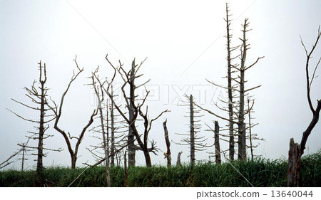 Todwara Todwara 13640044