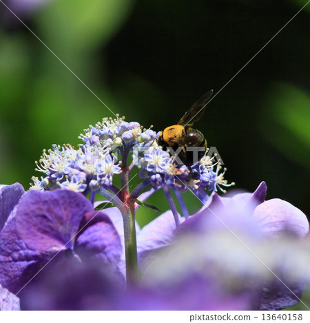 Hydrangea and bear 13640158