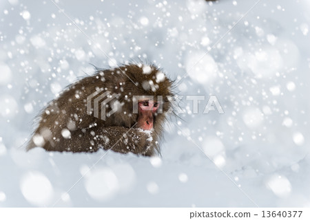Snow Monkey 13640377