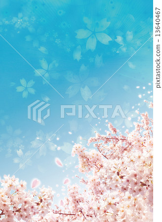 Cherry Blossoms Cherry Blossoms 13640467