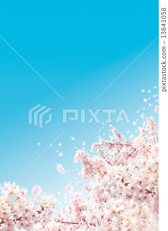 櫻花 13641058