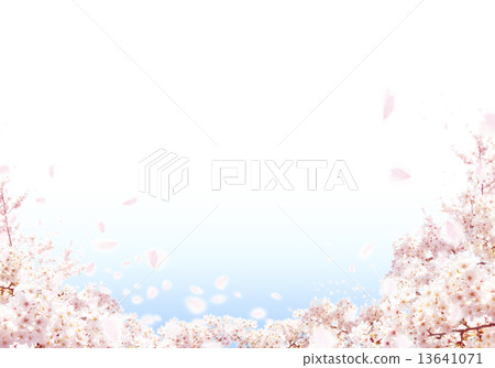 櫻桃樹 13641071