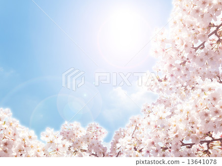 櫻花 13641078