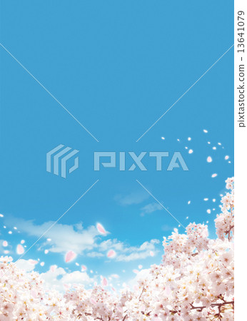 櫻花 13641079
