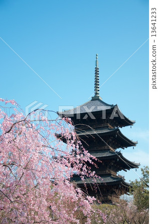 Toji Temple  - 五層寶塔和雙紅色裝飾的櫻花 13641233