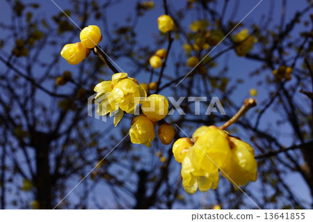wintersweet, japanese allspice, bloom 13641855