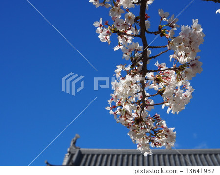 藍天和櫻花 13641932