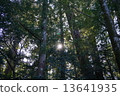 Sunbeams 13641935