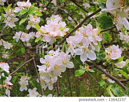 Apple blossom. 13642237
