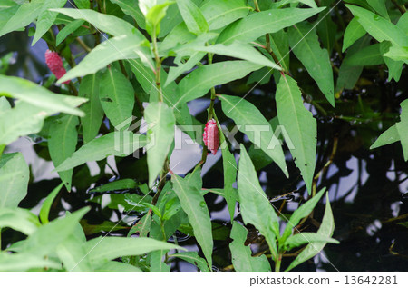 Egg of Jumbo Tanish 13642281