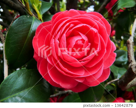 The camellia of double-blossed coloring early spring from winter. The camellia of double-blossed coloring early spring from winter. 13642879