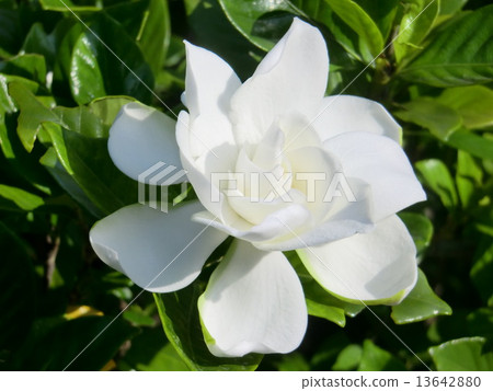 純白色梔子花閃耀乾淨，乾淨的美。 13642880