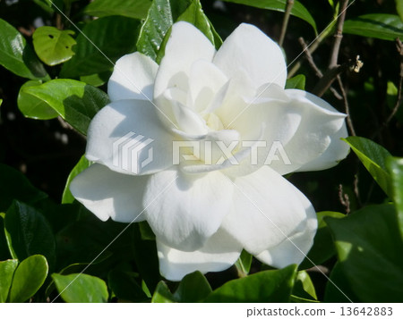 Pure white gardenia flowers shining clean and clean beauty. Pure white gardenia flowers shining clean and clean beauty. 13642883