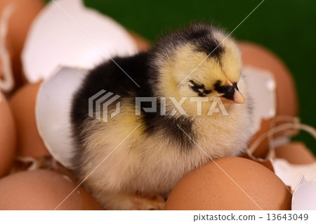Little chicken in the nest.  Easter 13643049