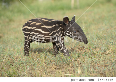 馬來bak·寶貝1 13643556