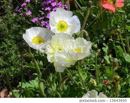 Hinagi's flower telling the spring that Agnes Chan sang. 13643695