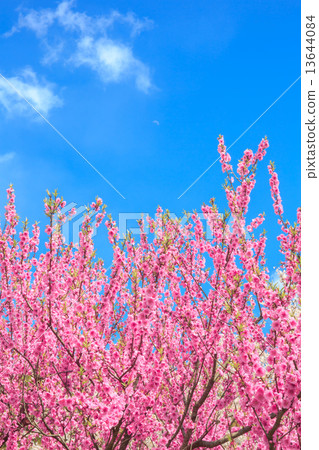 桃花 桃花 13644084