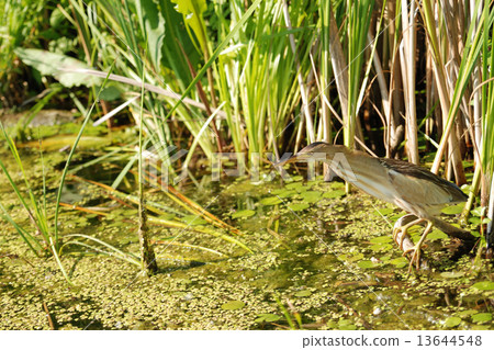 Little bittern hunts a fish Little bittern hunts a fish 13644548