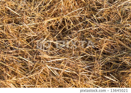 Farmland fields 13645021