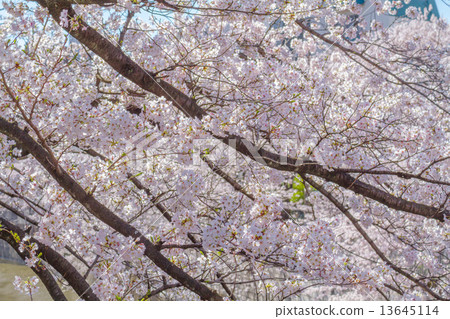 Sakura of Kanda River Tokyo Sakura of Kanda River Tokyo 13645114