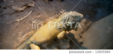 Picture a large green iguana, closeup Picture a large green iguana, closeup 13645984