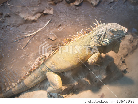 Picture a large green iguana, closeup Picture a large green iguana, closeup 13645985