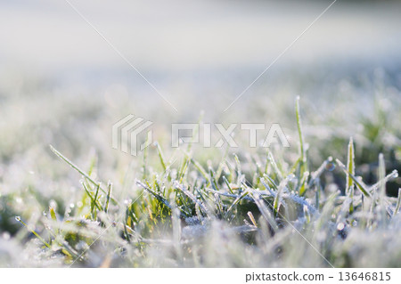 寒冷的冬至草坪 13646815