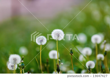 Dandelions 13647427
